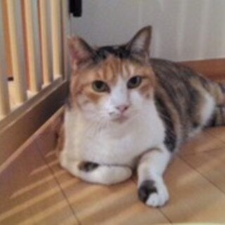 甘えんぼ三毛様♡ミルク様♡