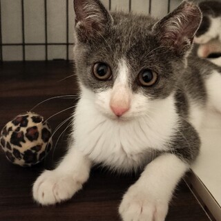 グレー白ハチワレ子猫♀す」東京都 - 猫の里親募集(520502