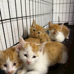 7/19（土）～21（月）保護猫の譲渡会を開催します！