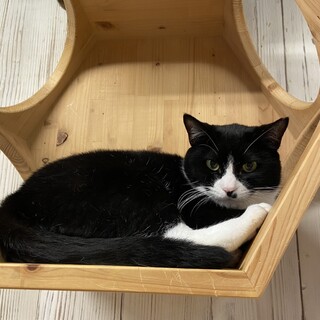 ハチワレがきれいなみなみちゃん