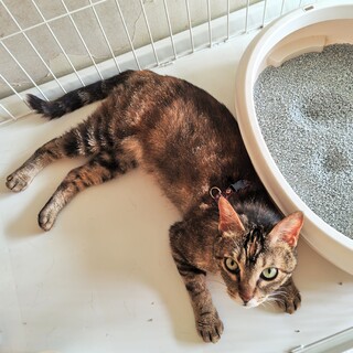 人が大好き、スリゴロひーちゃん！