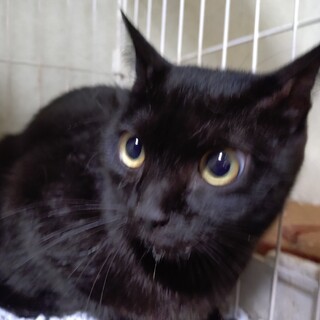 甘えん坊の“ムーア”ちゃんは１歳です