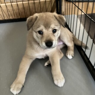 負けじと頑張るもみじです