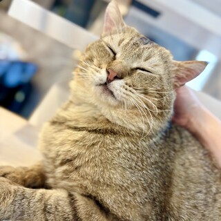 高貴な毛色のなでなで貴公子【埼玉県】