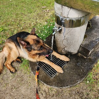 6歳オスジャーマンシェパード里親？
