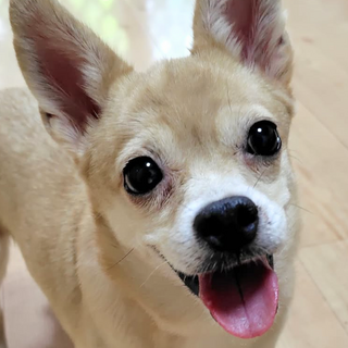 愛嬌たっぷり♪味わい深い女の子、クスクスちゃん！