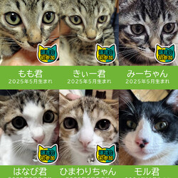 【子猫まつり】子猫25匹含む30匹★みよし市
