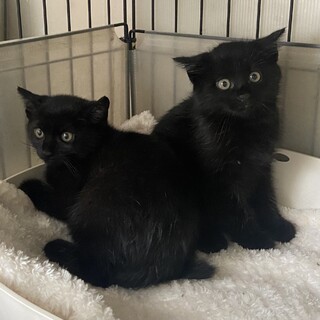 熊の赤ちゃんみたいな黒猫男の子2匹、3〜4ヶ月