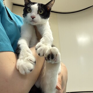 ハチワレの美男子クック！