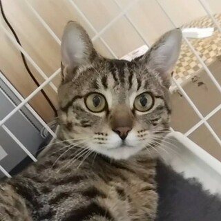 へそ天しちゃうベタ慣れのトラトラ君♡