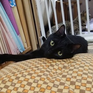 ツヤツヤ甘えん坊のクロウナギ君♡