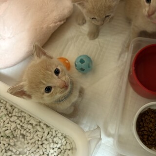 ミルクティの乳飲み子姉妹2匹ペアで