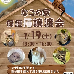 なごの家保護猫譲渡会inなごの家 サムネイル1