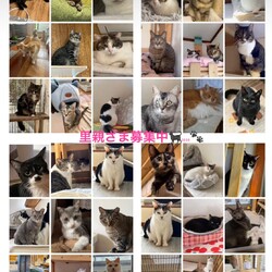 なごの家保護猫譲渡会inなごの家 サムネイル2