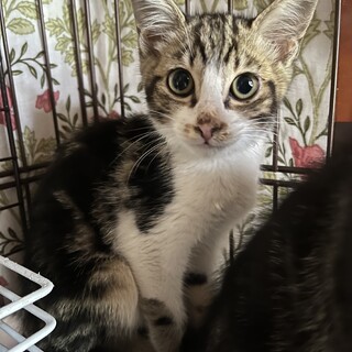 迎えにきてね⭐️ブラウンタビーのグラ