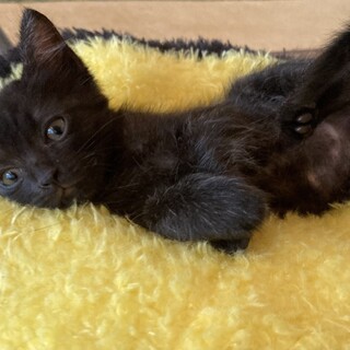 ありがとうございました