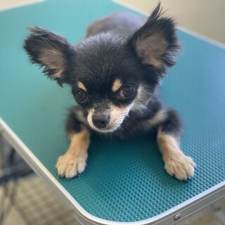 こんぶちゃん^_^チワワ の女の子！