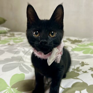 黒豹みたいな黒猫 まるで黒豹 | GANREF
