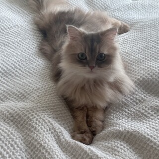 ラテちゃん。里親募集中です。