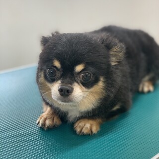 グレン君！チワワ の男の子！