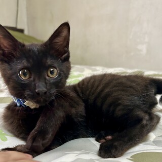 黒トラ☆甘えん坊の男の子♪きみまろ