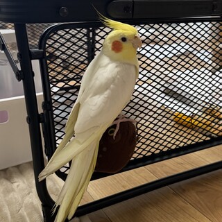 歌うの大好きオカメちゃん⭐︎