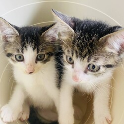 in岡崎市☆子猫がいっぱい☆猫達を暖かいオウチに迎えよう2025年7月19日（土）～ちーむにゃいんず