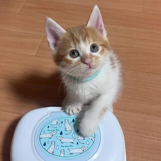 『食いしん坊な男の子「ぬい」です』