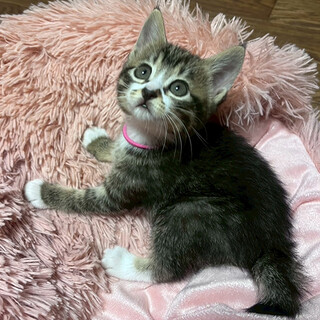 『小さくかわいいお姫様「ねね」です』