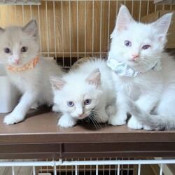 in岡崎市☆保護猫をオウチに迎えよう2025年7月21日（祝）～ちーむにゃいんず