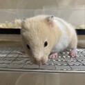 7/8産まれ　ゴールデンハムスターメス