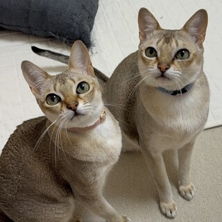 里親さん決定しました