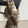 里親さん決定しました サムネイル2