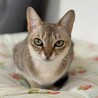 里親さん決定しました サムネイル3