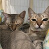 里親さん決定しました サムネイル5