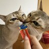 里親さん決定しました サムネイル6