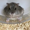 ジャンガリアンハムスター　メス