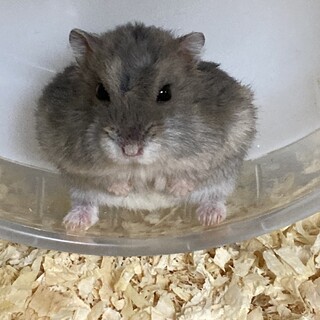 ジャンガリアンハムスター　メス