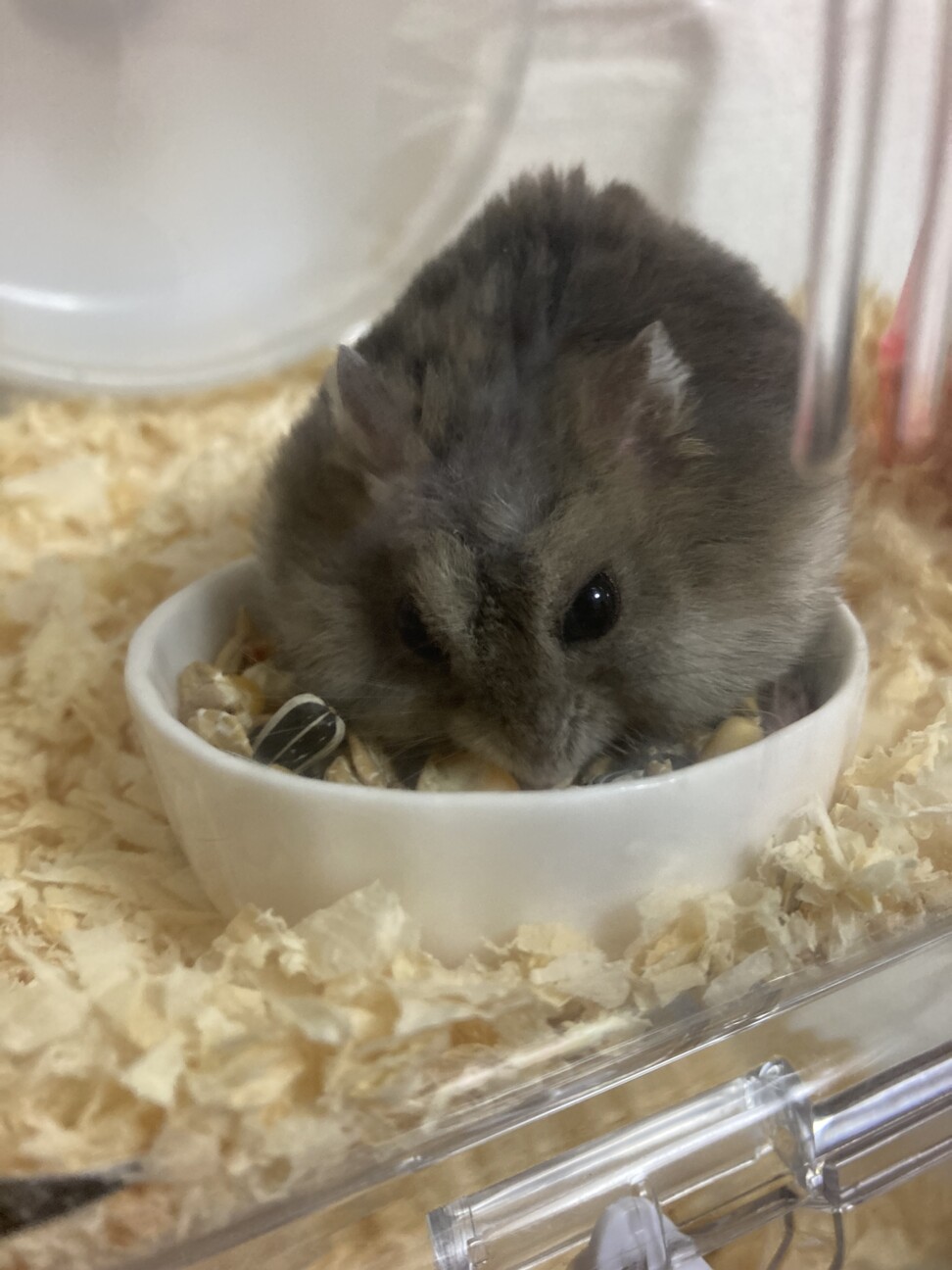 ジャンガリアンハムスター　メス サムネイル2