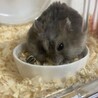 ジャンガリアンハムスター　メス サムネイル2