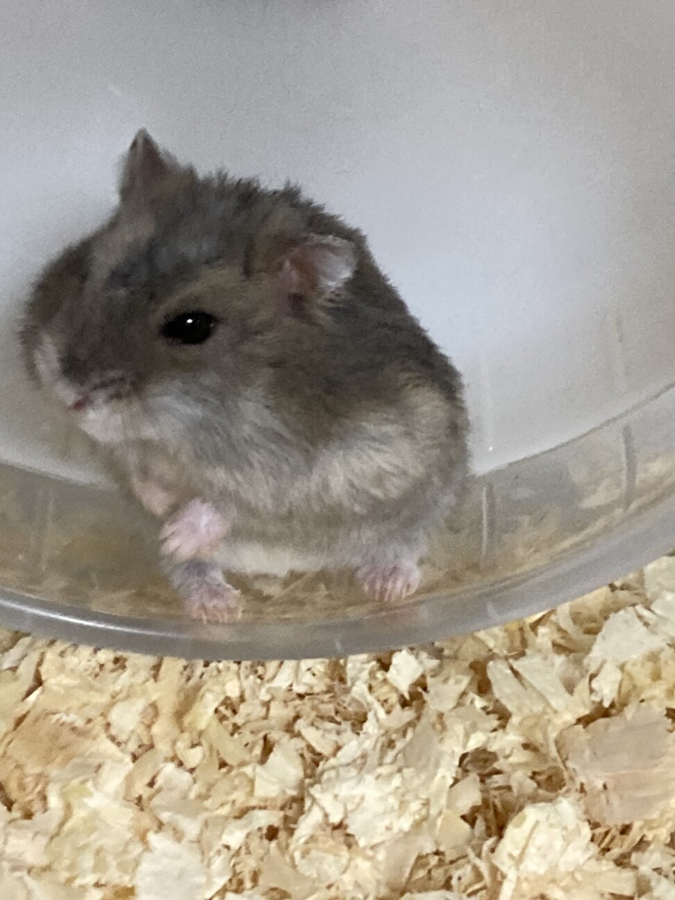 ジャンガリアンハムスター　メス サムネイル3