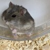 ジャンガリアンハムスター　メス サムネイル3