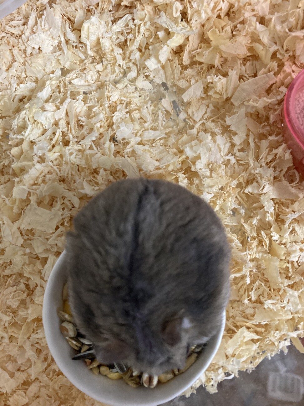 ジャンガリアンハムスター　メス サムネイル4