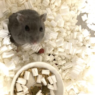 12ヶ月　種類不明　メス