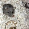 12ヶ月　種類不明　メス サムネイル2