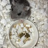 12ヶ月　種類不明　メス サムネイル3