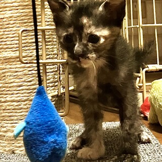 人懐っこい､甘えん坊