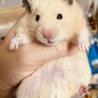 キンクマハムスター　オス