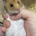 ７／8生まれ　ゴールデンハムスター　オス
