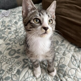 【トライアル決定!!】甘えん坊のムク♡